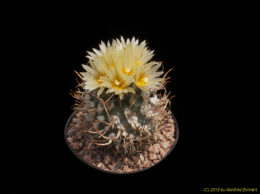 Turbinicarpus schmiedickeanus v. flaviflorus 3402